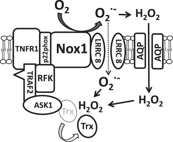 Fig. 9.