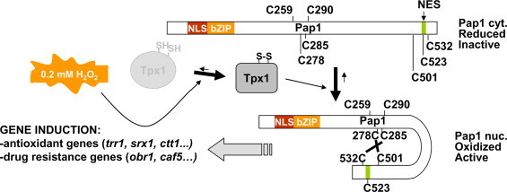 Fig. 2