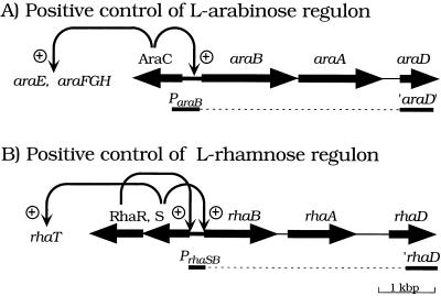 FIG. 5