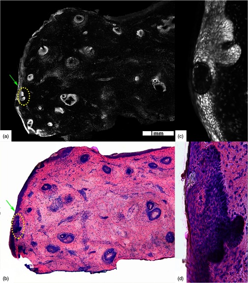 Fig. 6