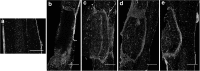 <b>FIG. 6.</b>