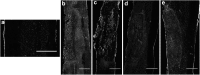 <b>FIG. 9.</b>