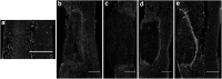 <b>FIG. 7.</b>
