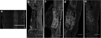 <b>FIG. 8.</b>