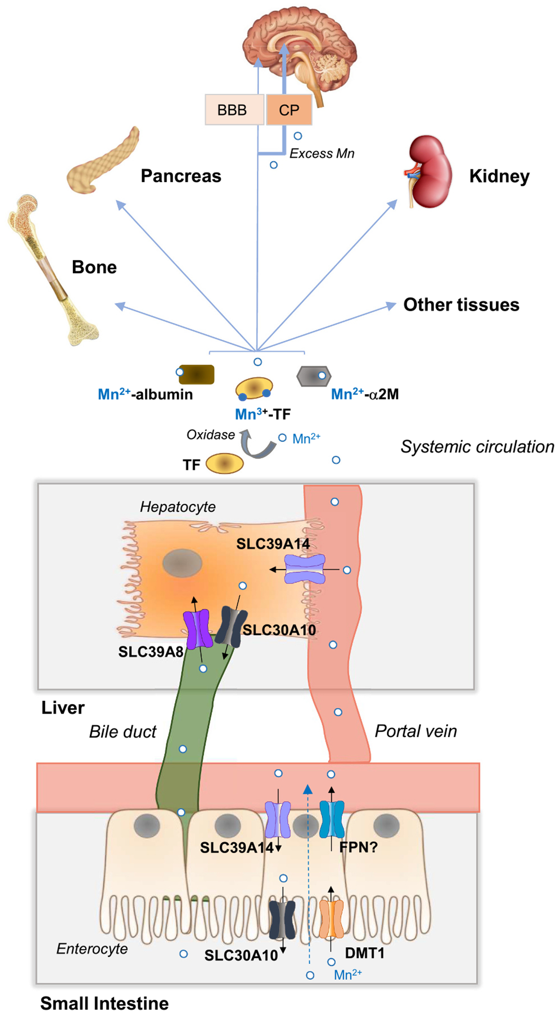 Fig. 3.