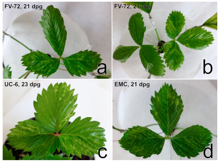 Figure 11