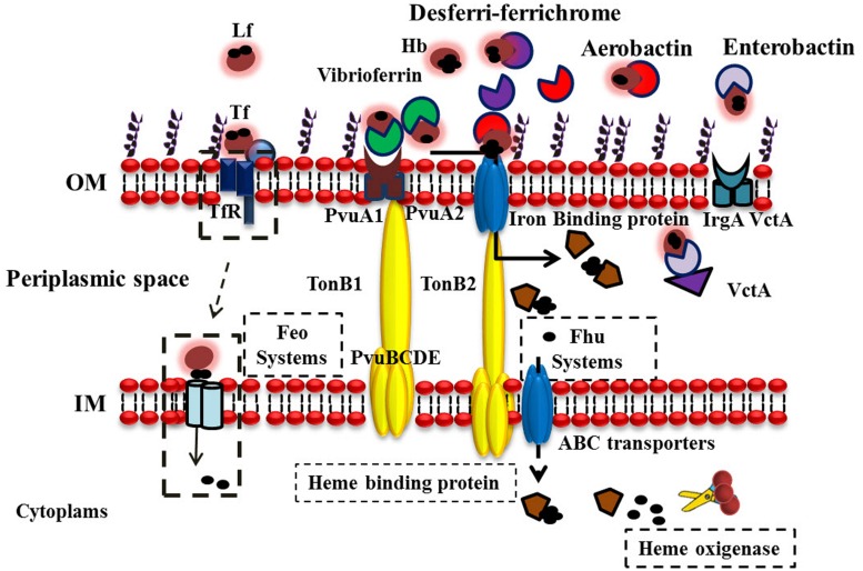 FIGURE 3