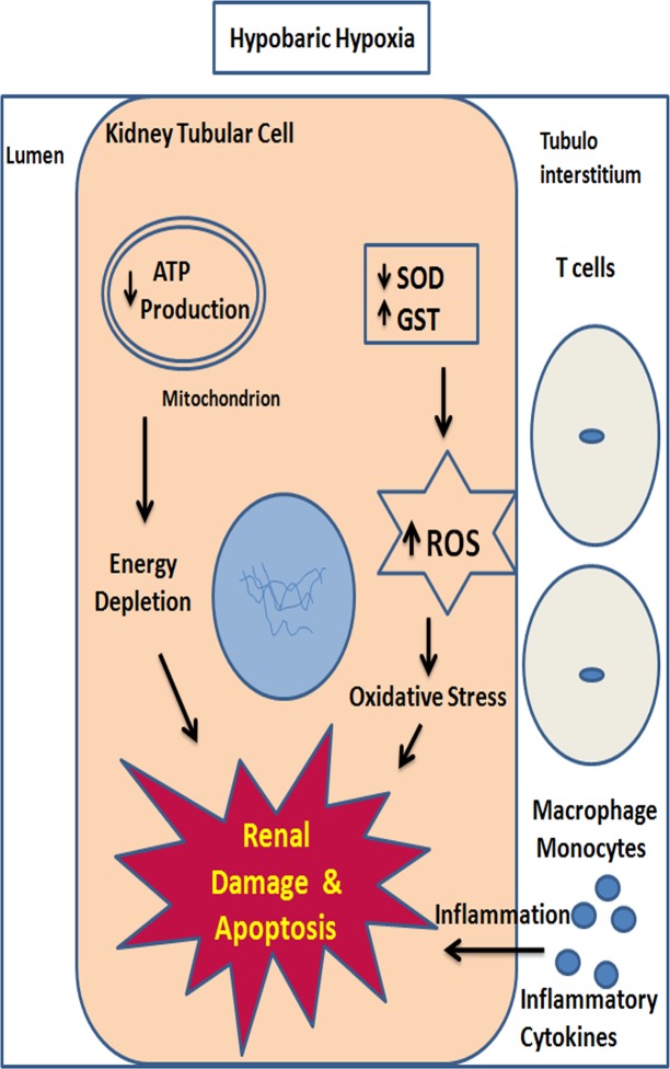 Fig 11