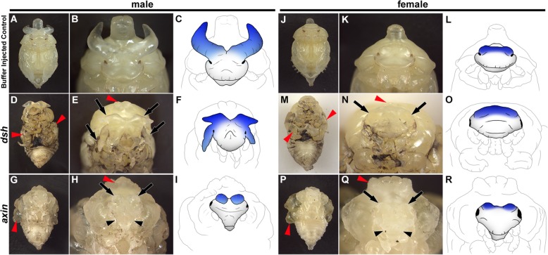 Fig. 5.