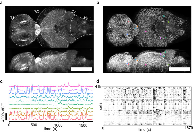 Fig. 2