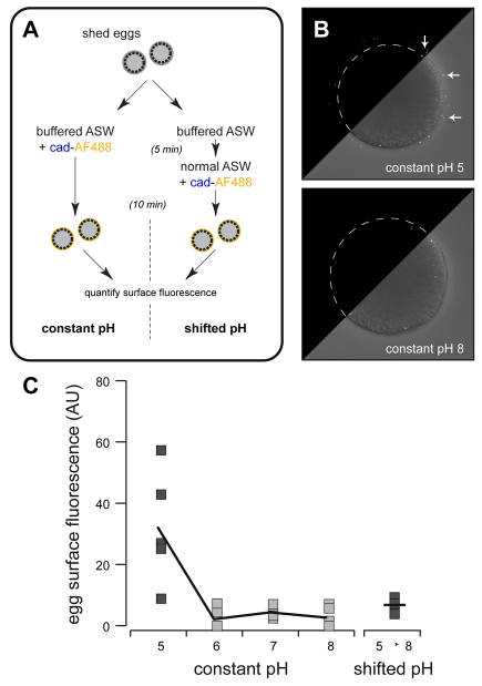 Fig. 7.