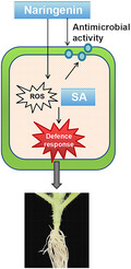 graphic file with name MPP-23-1737-g001.jpg