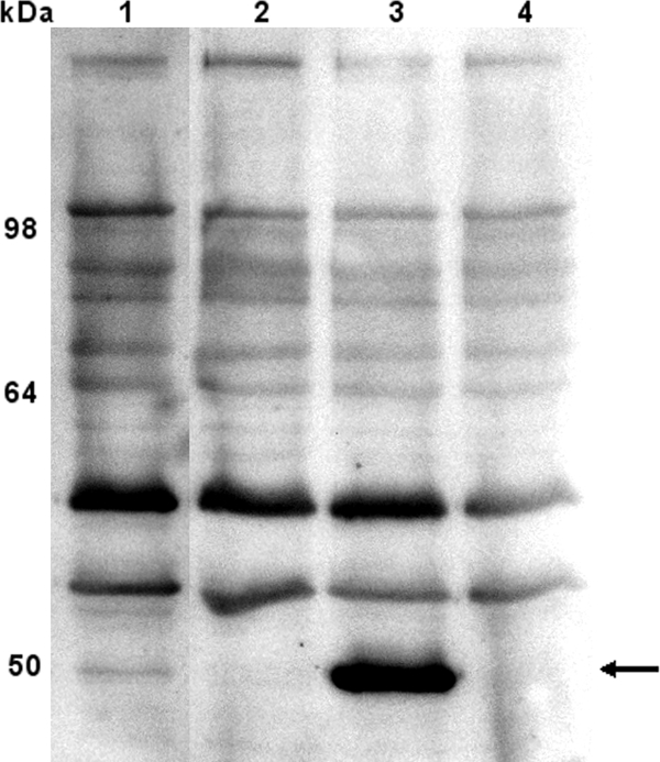 FIG. 1.