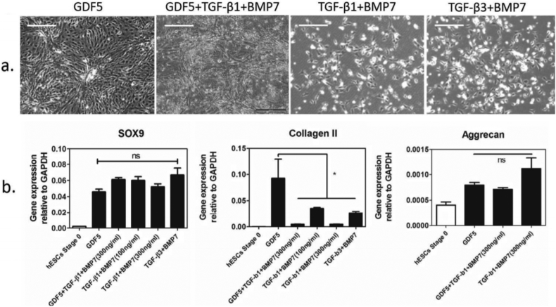 Supplementary Fig. S1