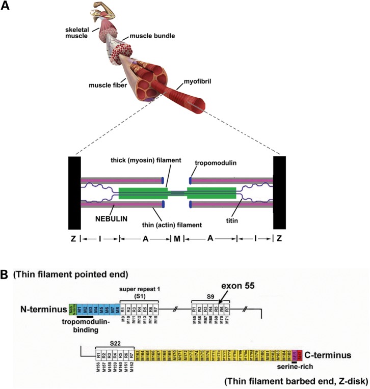 Figure 1.