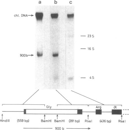 graphic file with name pnas00603-0127-a.jpg