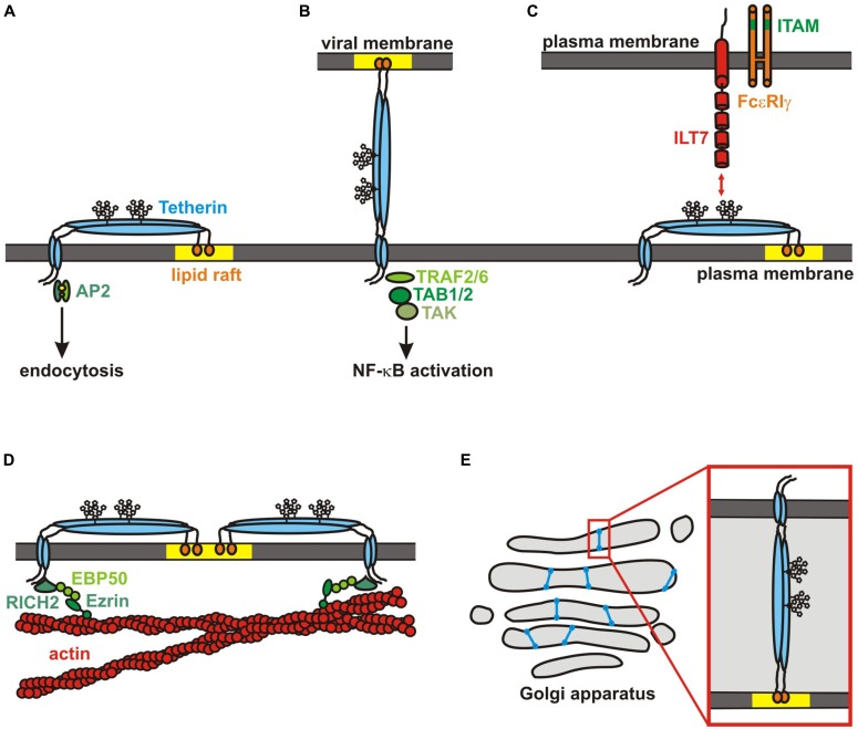 FIGURE 2
