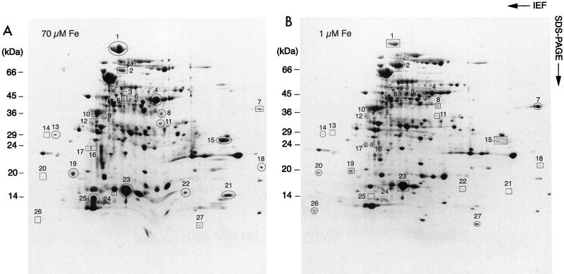 FIG. 1