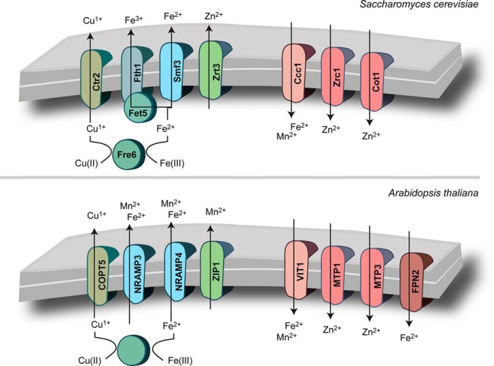 FIGURE 2.