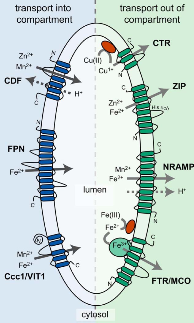 FIGURE 1.