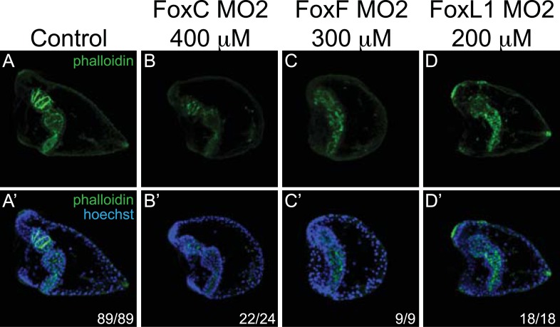 Figure 4—figure supplement 1.