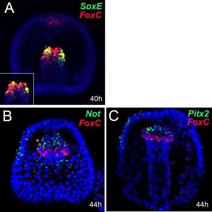 Figure 7—figure supplement 1.