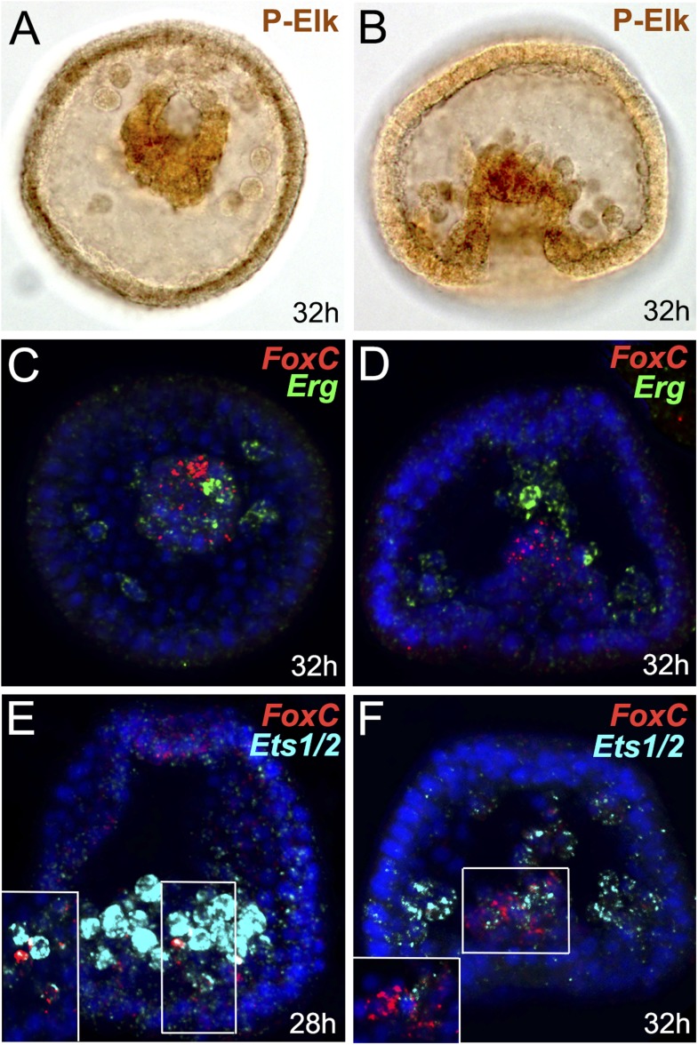 Figure 2—figure supplement 3.