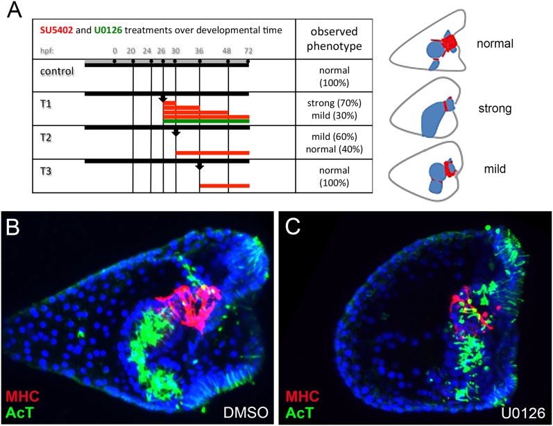 Figure 2—figure supplement 1.