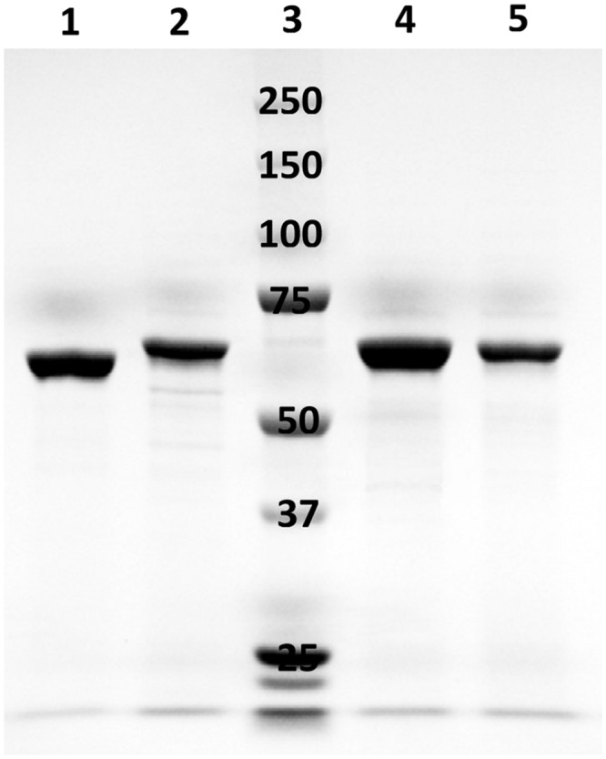 FIGURE 3