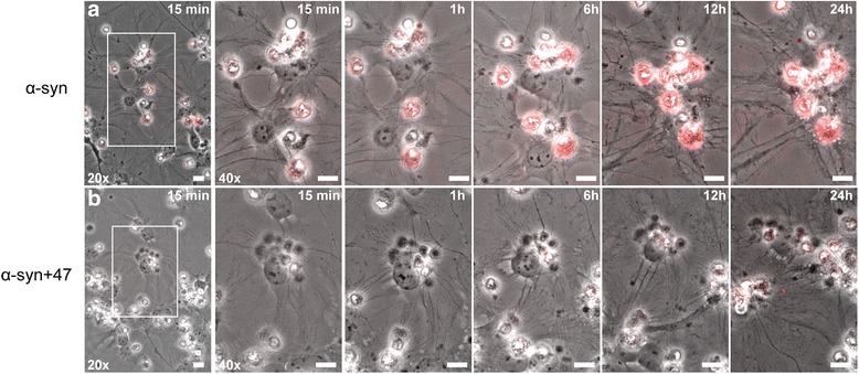 Fig. 8