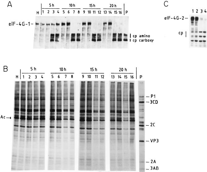 FIG. 1