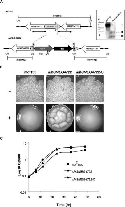 Figure 2