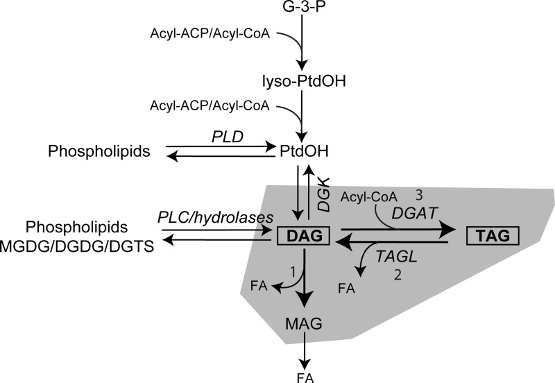 Fig 10