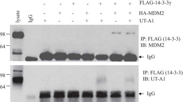 Fig. 8.