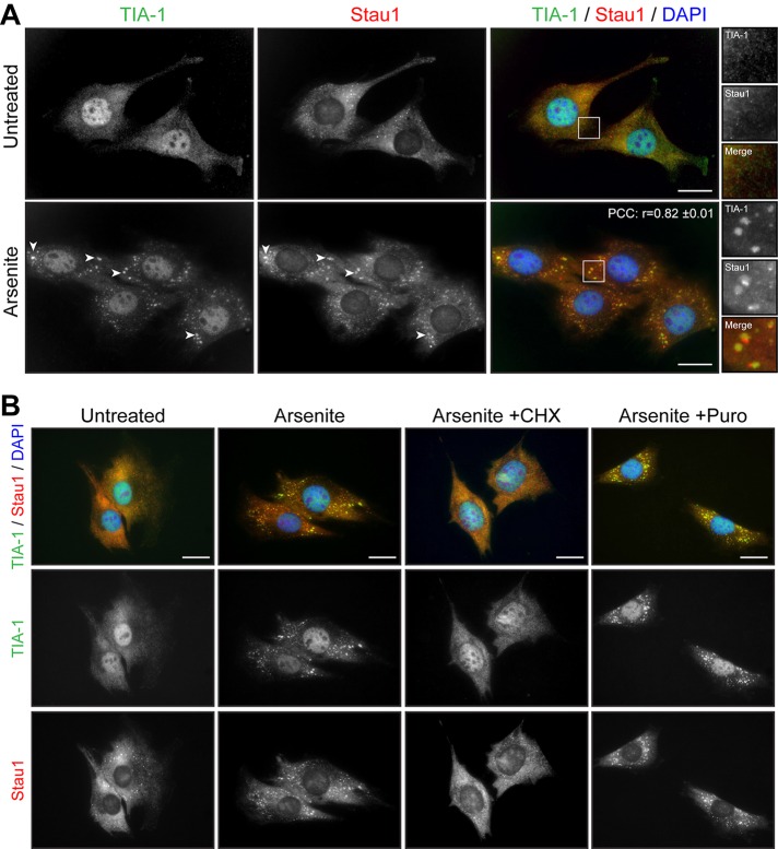 FIGURE 2: