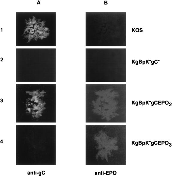 FIG. 6