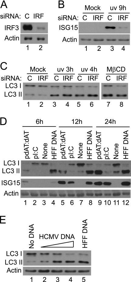 Fig. 8.