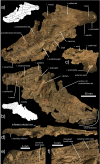Fig. 1