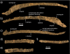 Fig. 9