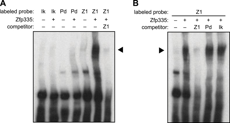 Figure 7—figure supplement 1.