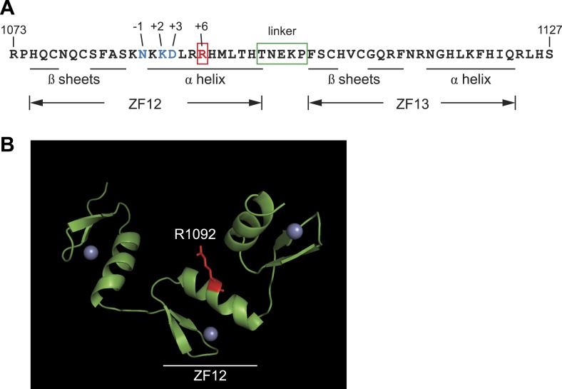 Figure 2—figure supplement 2.