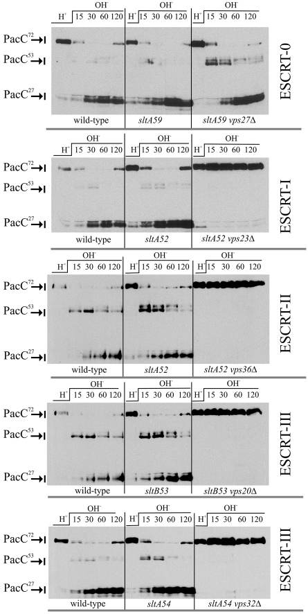 Fig. 9.