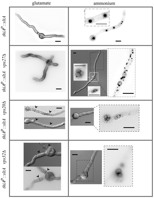 Fig. 8.