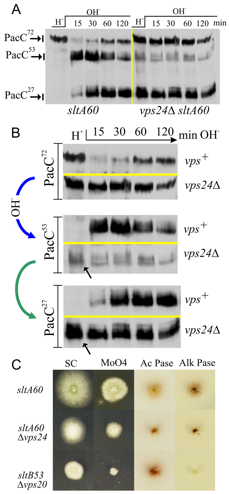 Fig. 11.