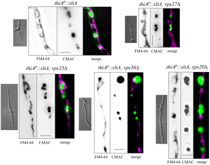 Fig. 7.