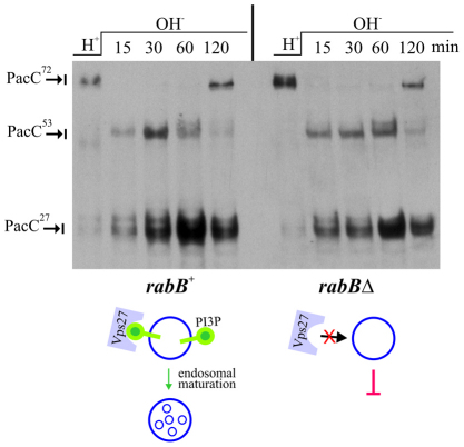 Fig. 10.