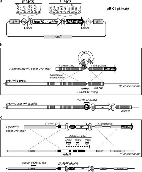 Figure 2.—