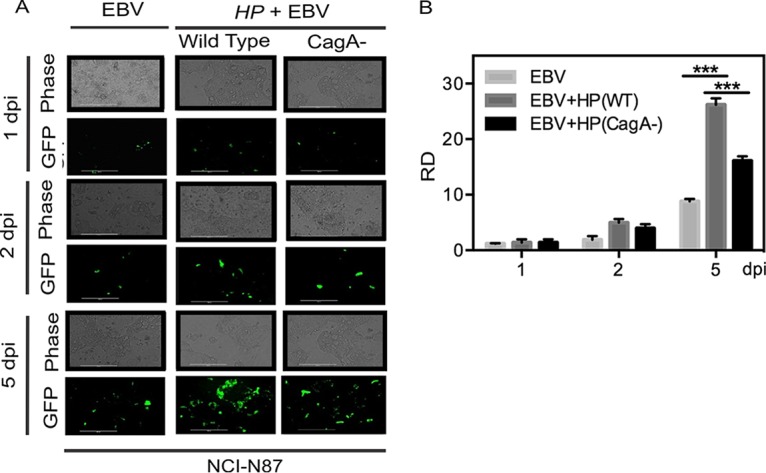 FIG 4 