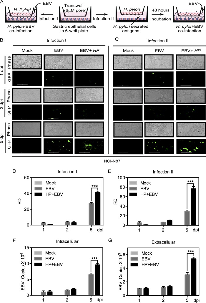 FIG 1 