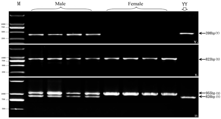 Fig 4